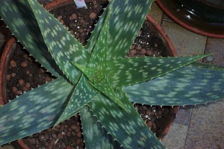 Aloe Saponaria